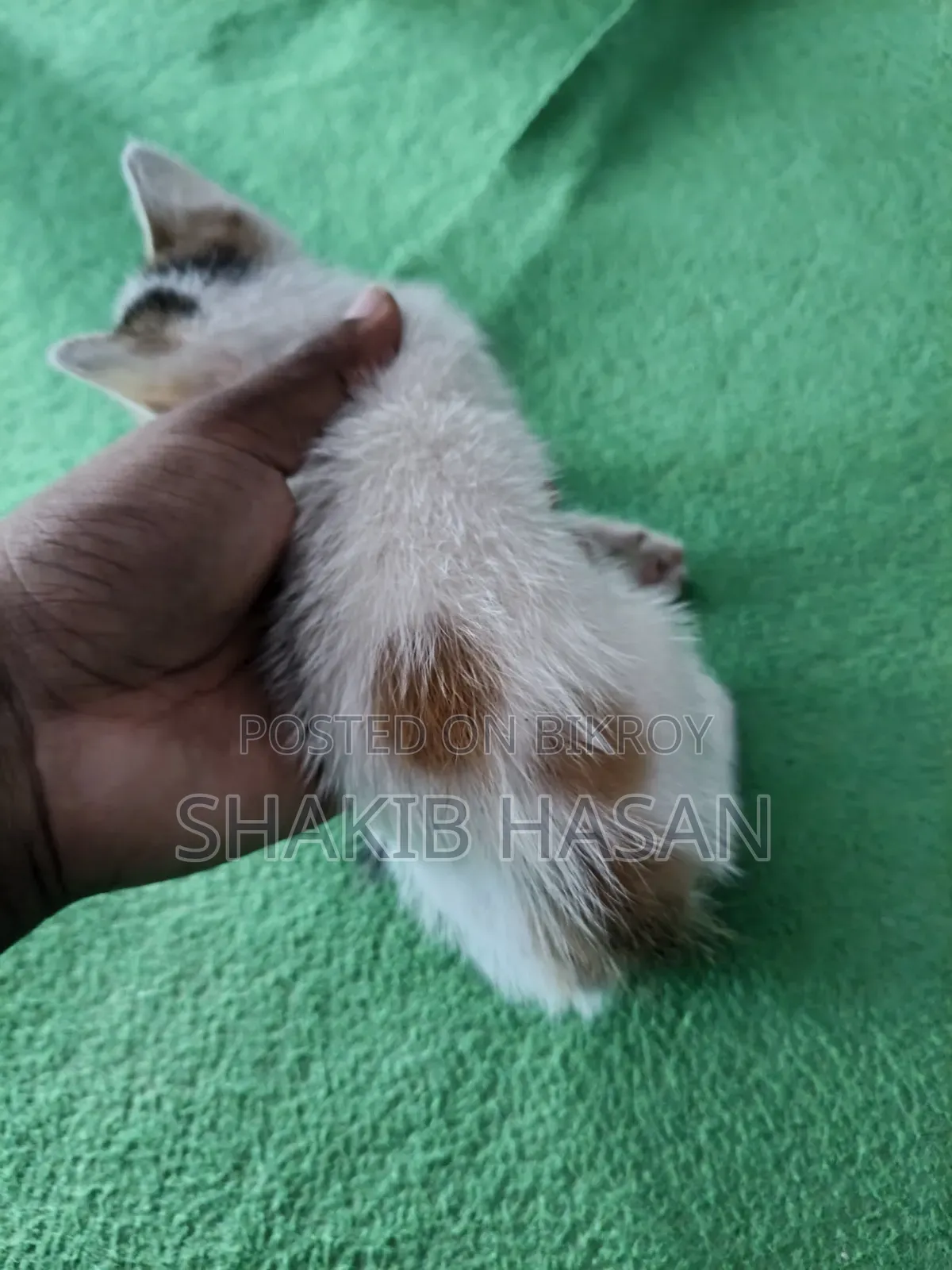 1-3 months Female Mixed Breed Bengal
