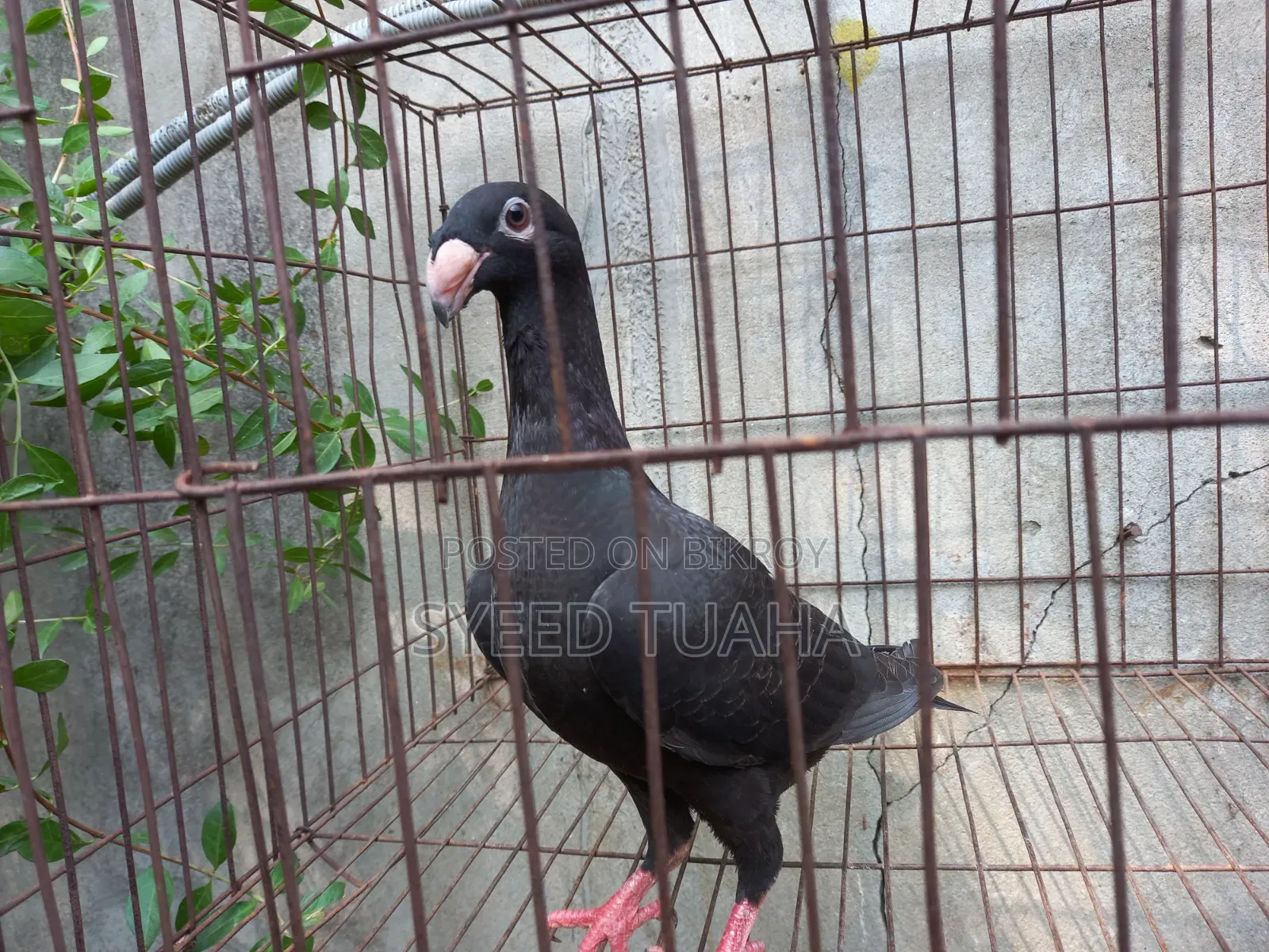 Beauty Homa Babu