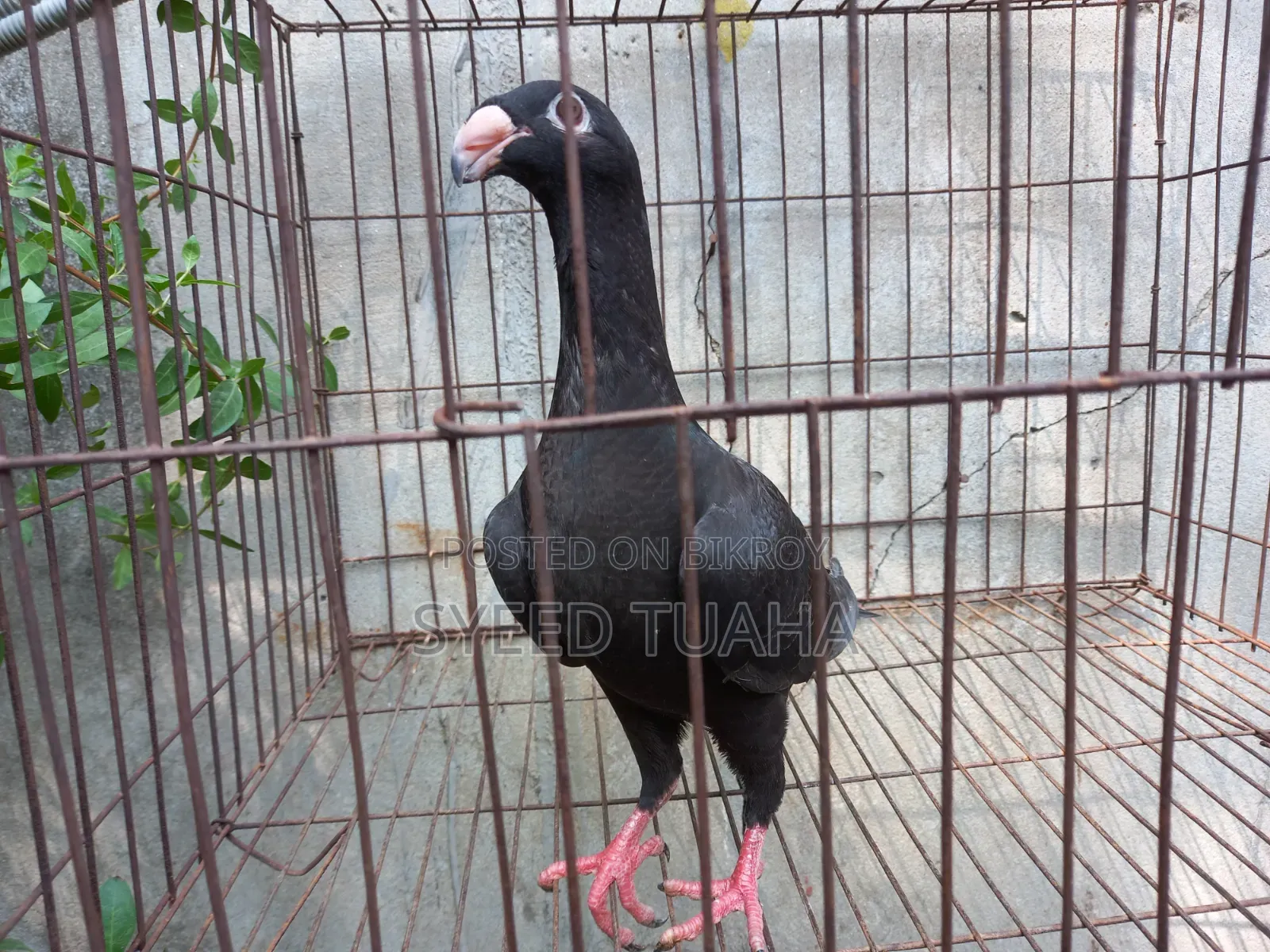 Beauty Homa Babu