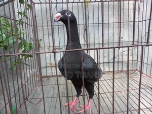 Beauty Homa Babu