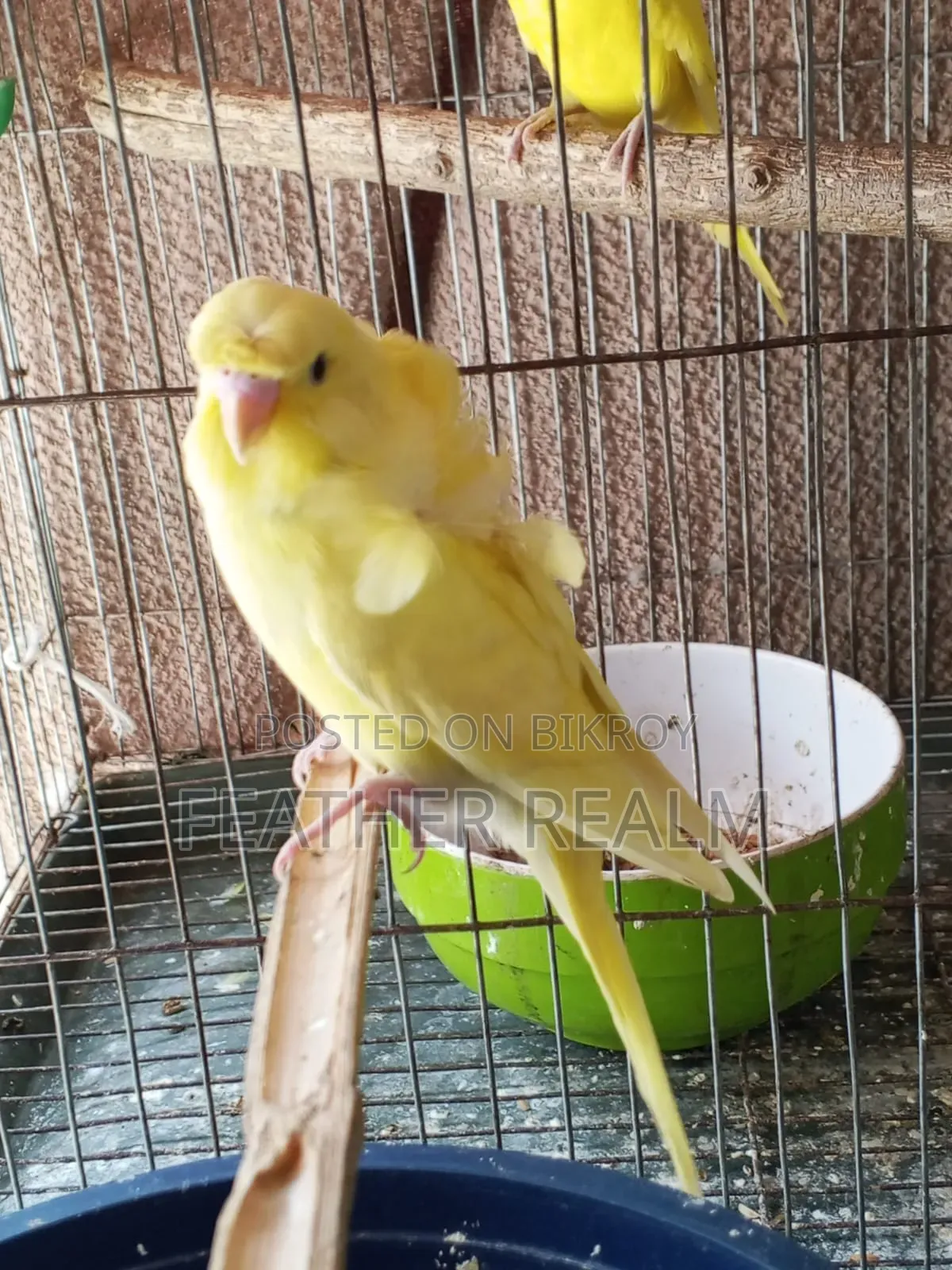 Jp Budgerigar