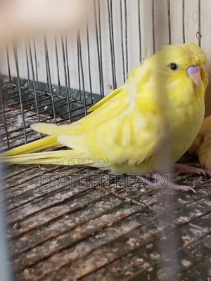 Jp Budgerigar