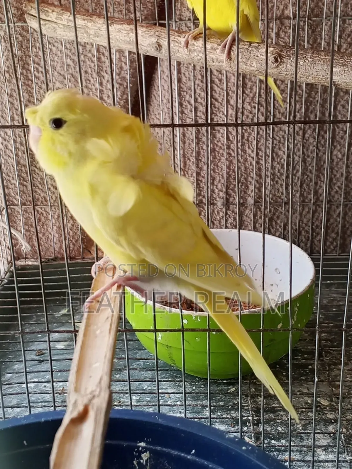 Jp Budgerigar