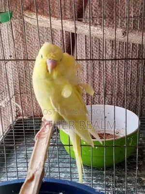 Jp Budgerigar