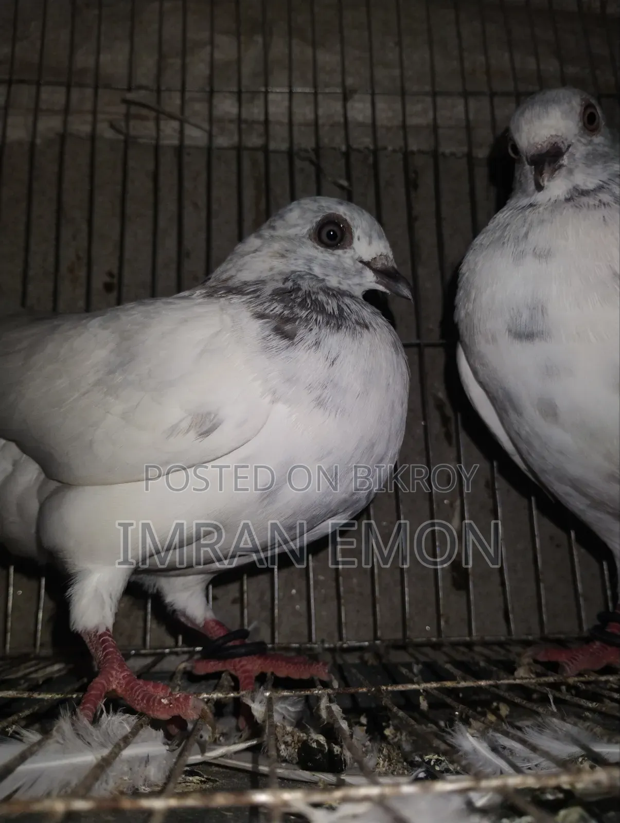 A pair of Giribaj Khaki pigeons for sale