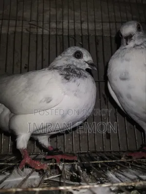 A pair of Giribaj Khaki pigeons for sale