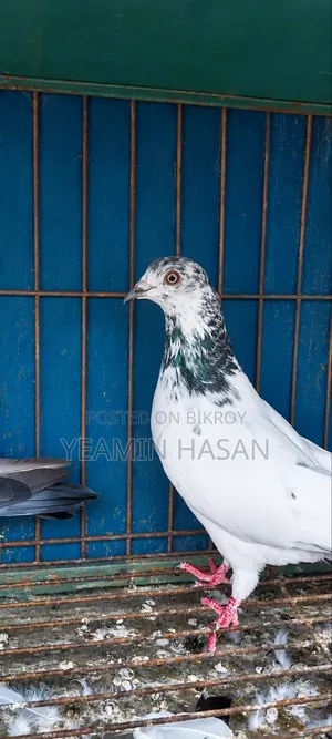 A Jiragola Pigeon New Adult. Male Pigeon