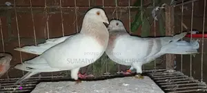 Running Pair