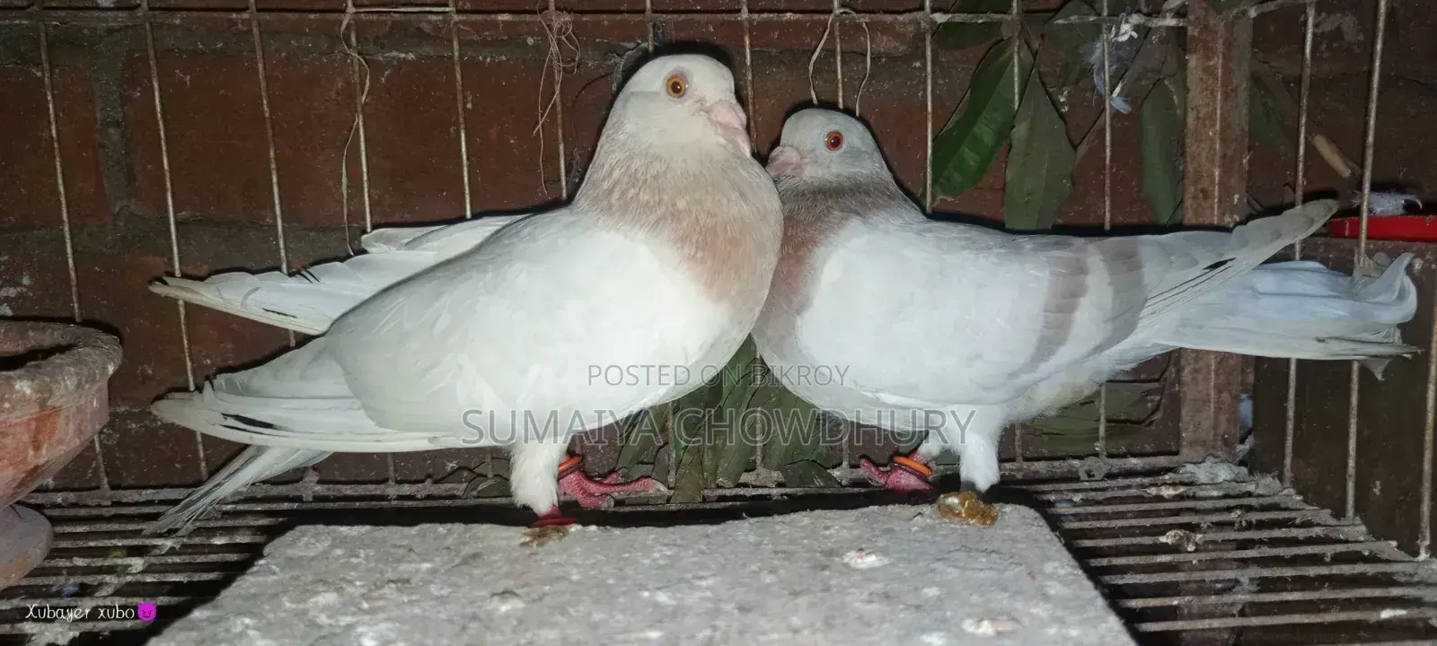 Running Pair