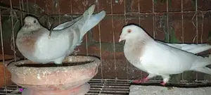 Running Pair