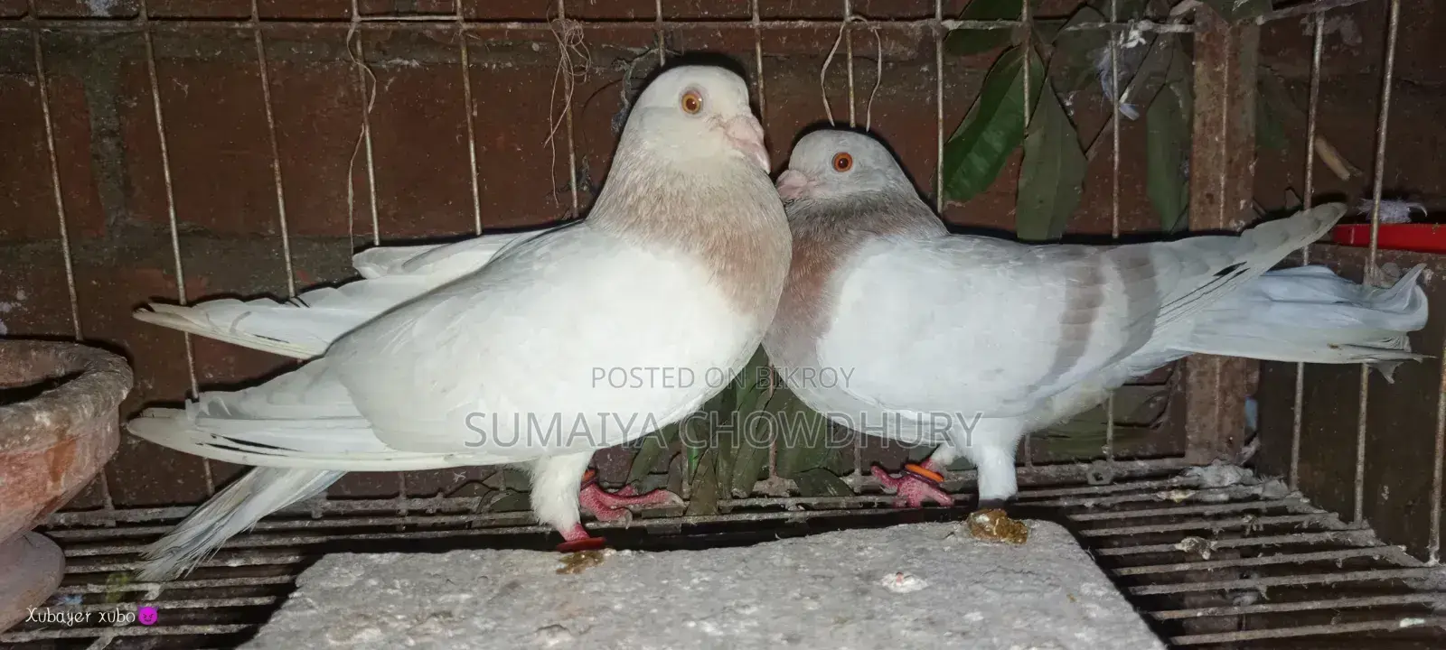 Running Pair
