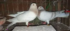 Running Pair