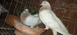 Running Pair