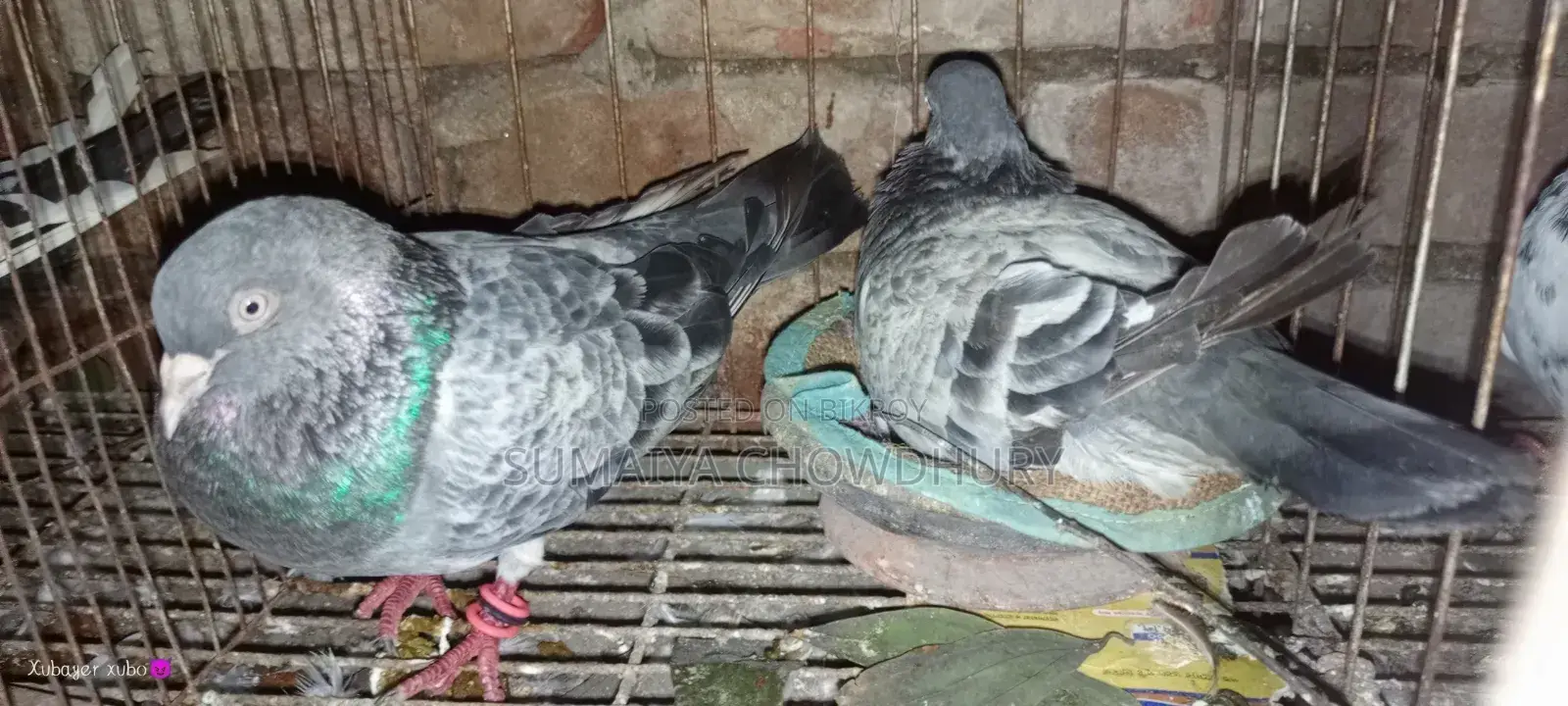 Running Pair