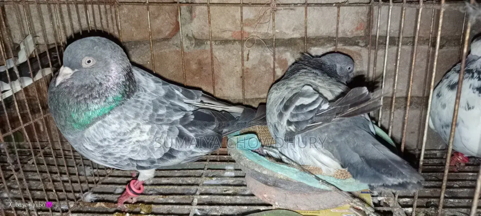 Running Pair