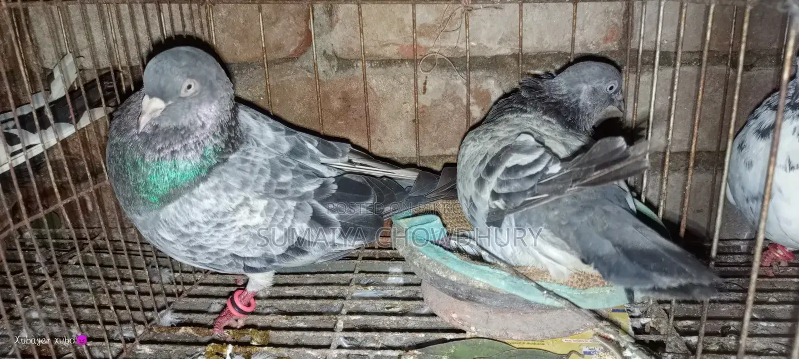 Running Pair