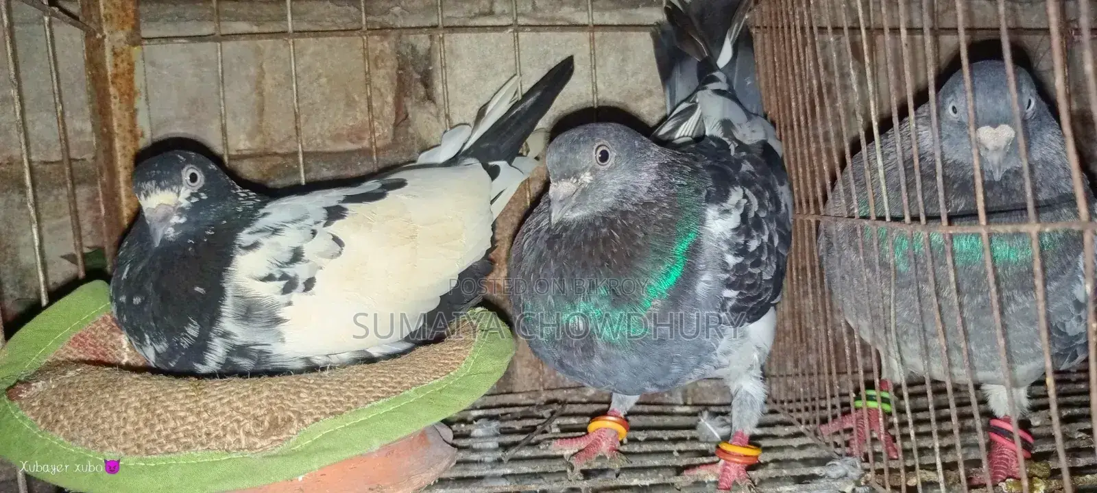 Running Pair