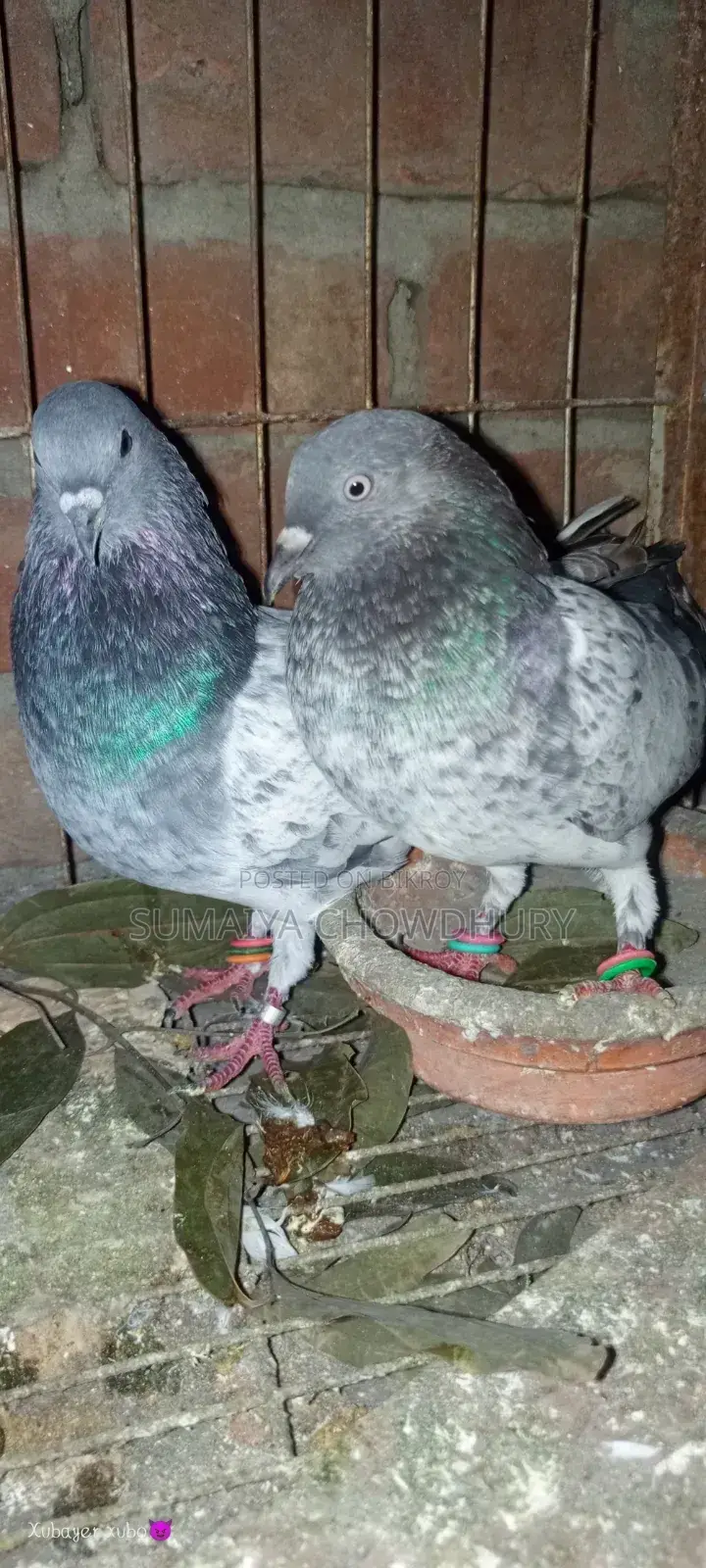 Running Pair