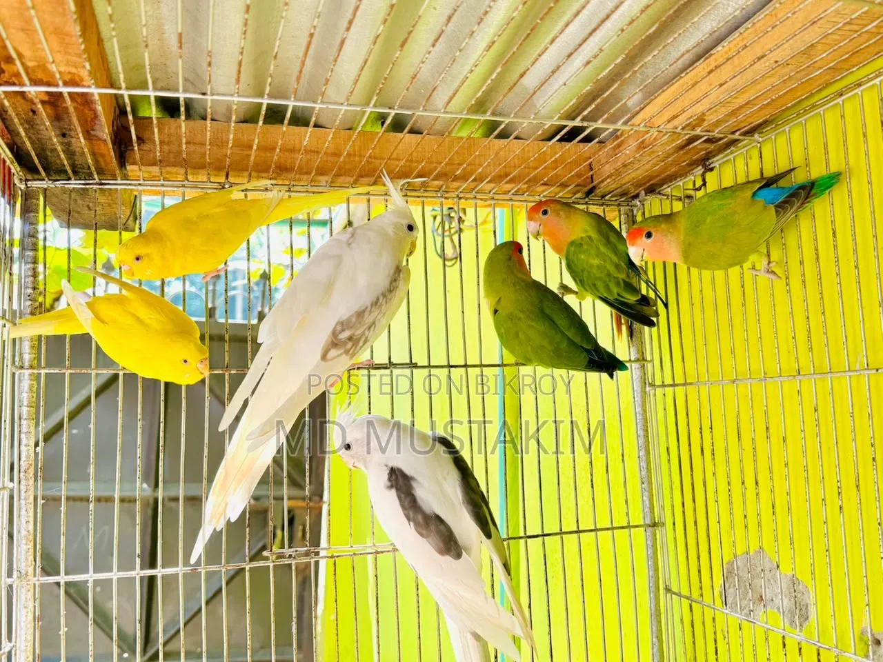 Cockatiel + Lovebird + Budgerigar
