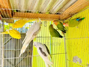 Cockatiel + Lovebird + Budgerigar