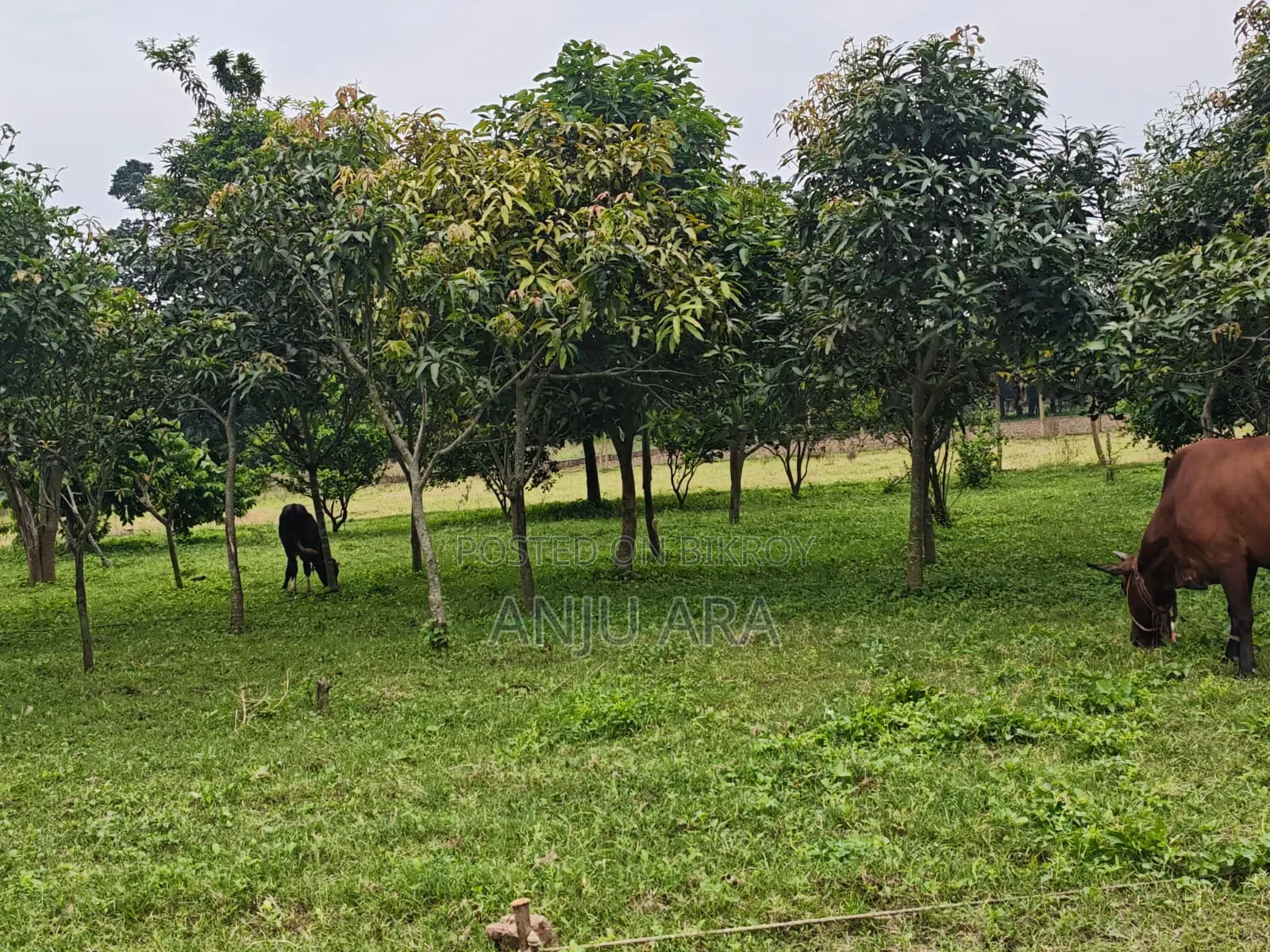 রাজশাহীতে সুলভ মূল্যে ৪ কাঠা জমি বিক্রয় হবে