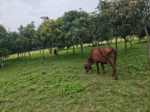 রাজশাহীতে সুলভ মূল্যে ৪ কাঠা জমি বিক্রয় হবে