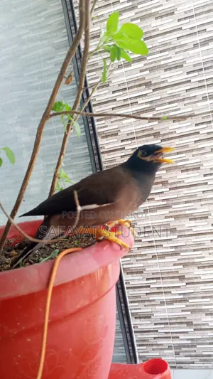 Myna Bird