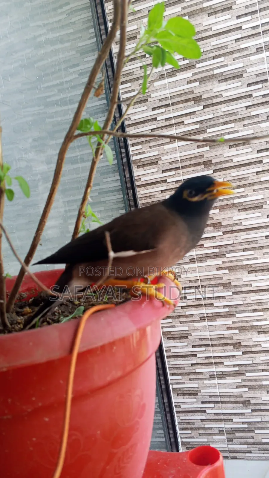 Myna Bird
