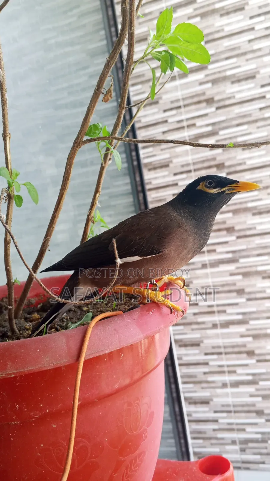 Myna Bird
