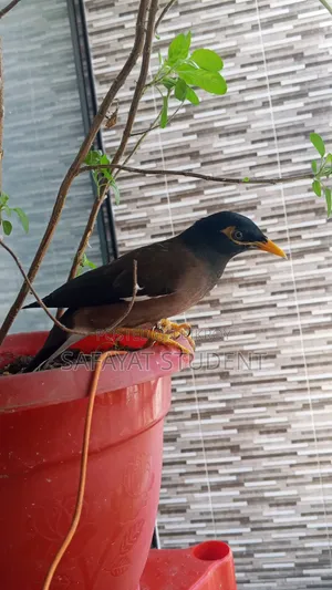 Myna Bird