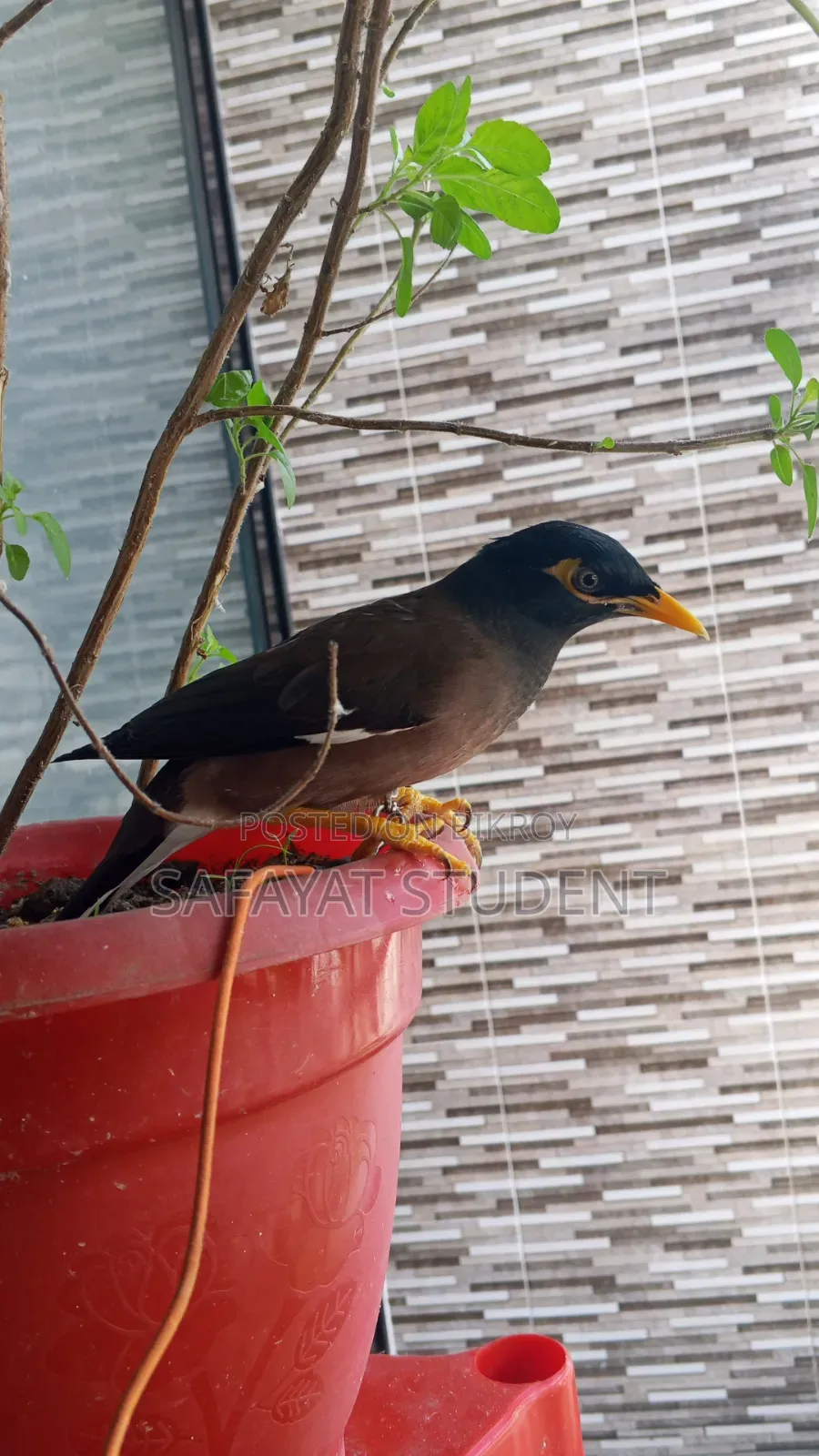 Myna Bird