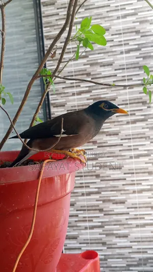 Myna Bird