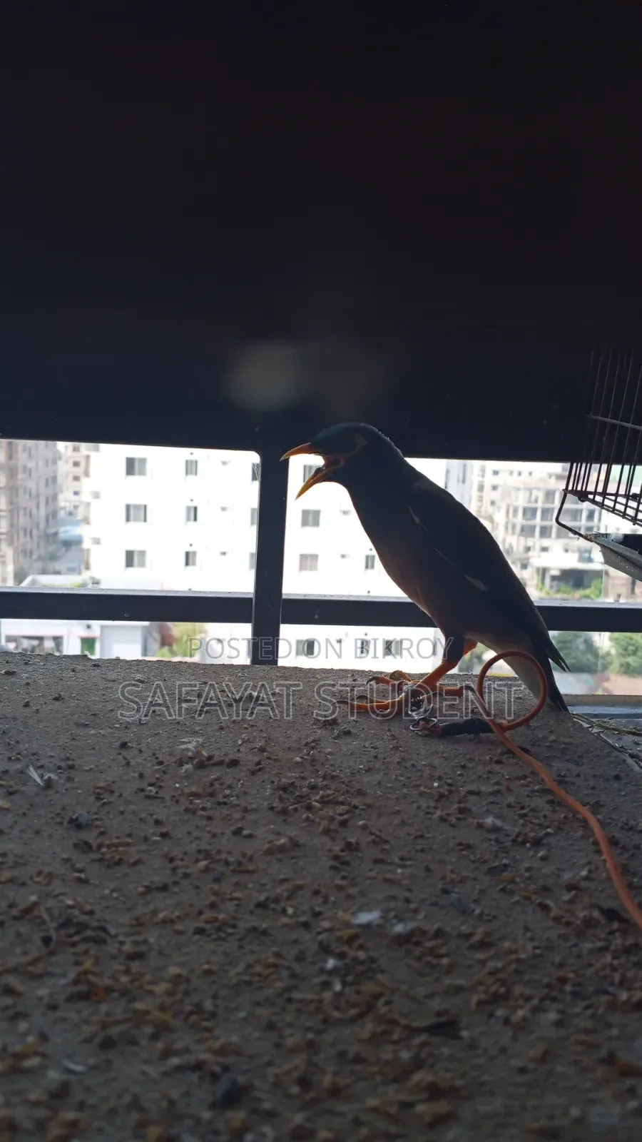 Myna Bird