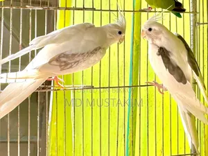 Cockatiel + Lovebird + Budgerigar