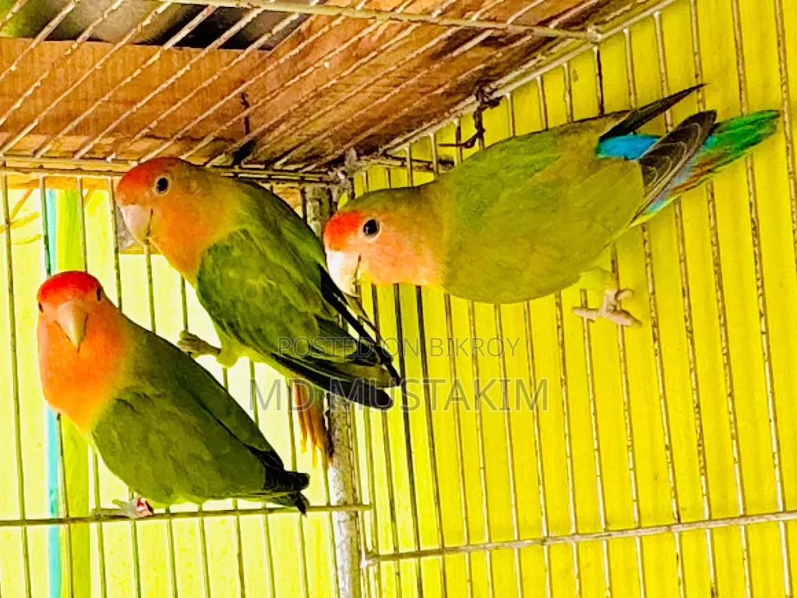 Cockatiel + Lovebird + Budgerigar