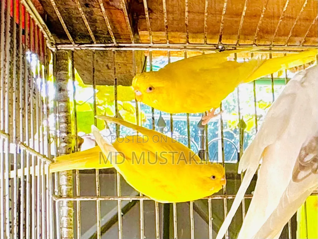 Cockatiel + Lovebird + Budgerigar
