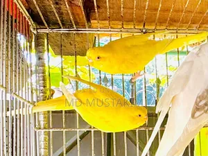 Cockatiel + Lovebird + Budgerigar