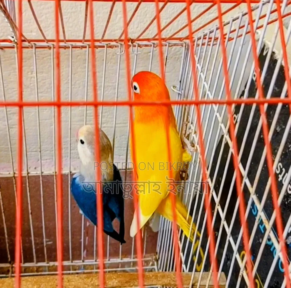এক জোড়া রানিং লাভ বার্ডস