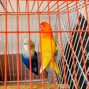 এক জোড়া রানিং লাভ বার্ডস