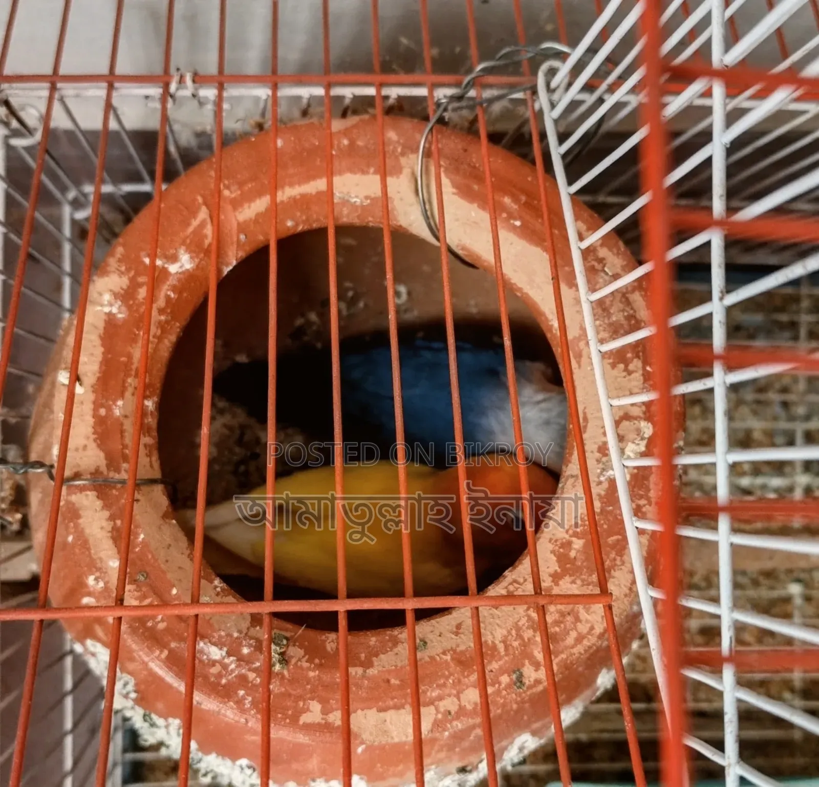 এক জোড়া রানিং লাভ বার্ডস