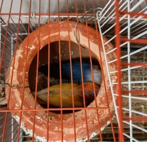 এক জোড়া রানিং লাভ বার্ডস