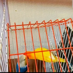 এক জোড়া রানিং লাভ বার্ডস