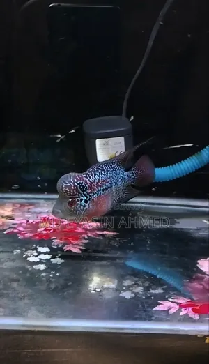 Flowerhorn Fish