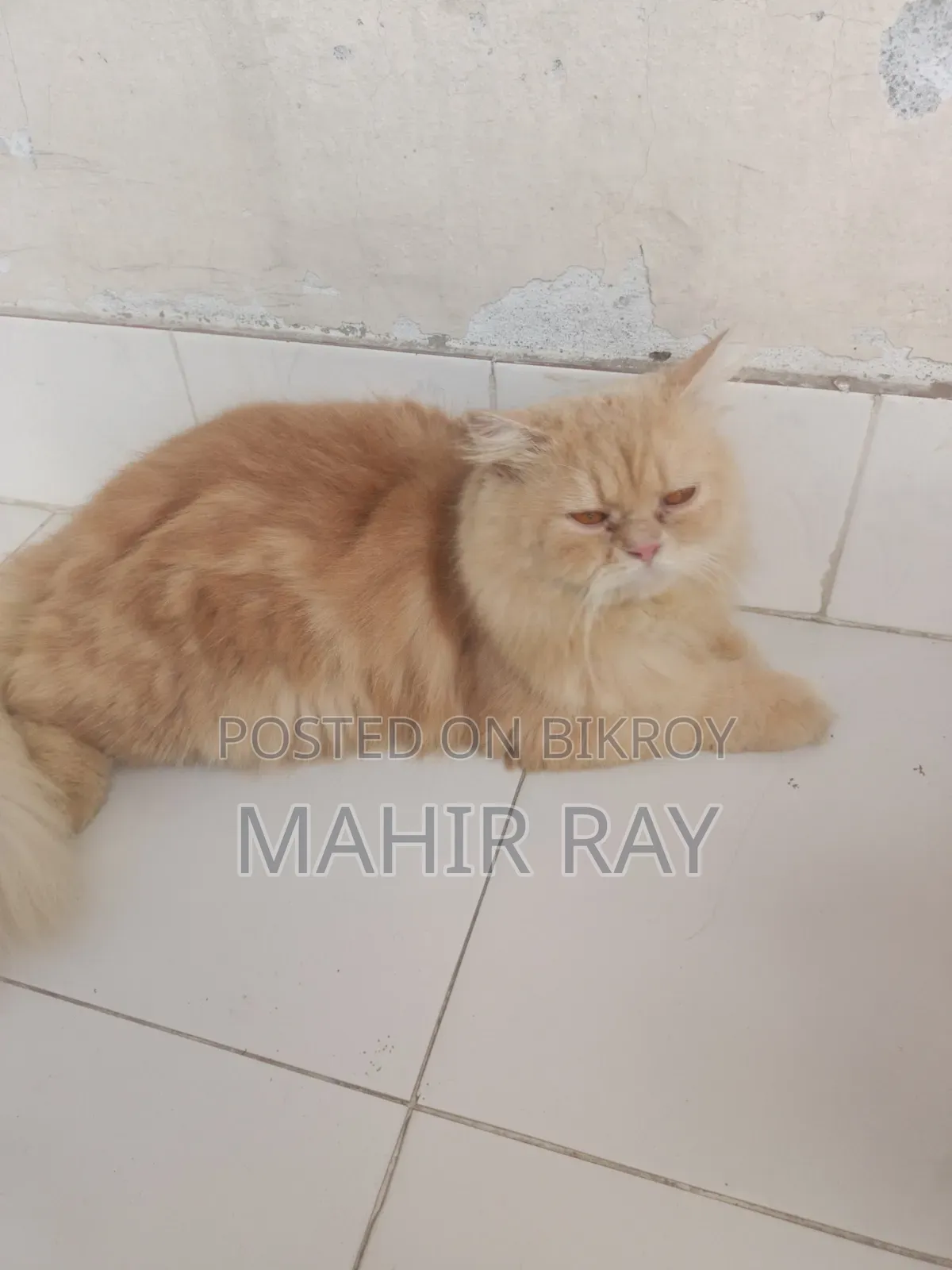 6-12 months Male Purebred Persian