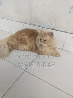 6-12 months Male Purebred Persian