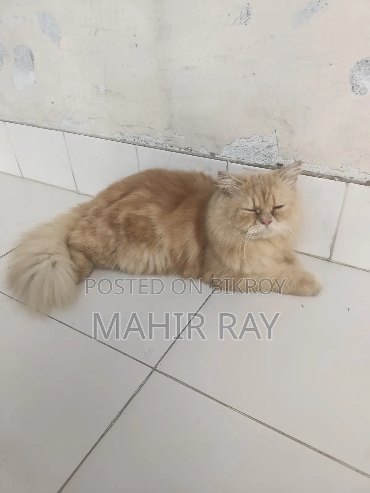 6-12 months Male Purebred Persian