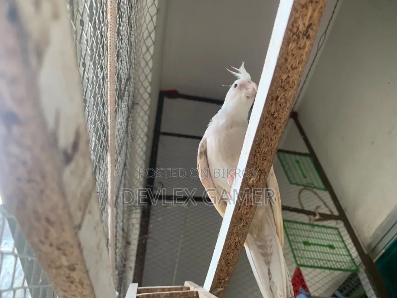 Cockatiel Bird