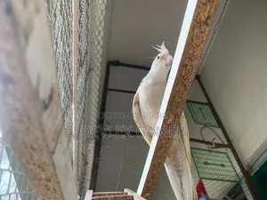 Cockatiel Bird