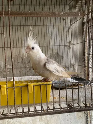 Cockatiel Bird