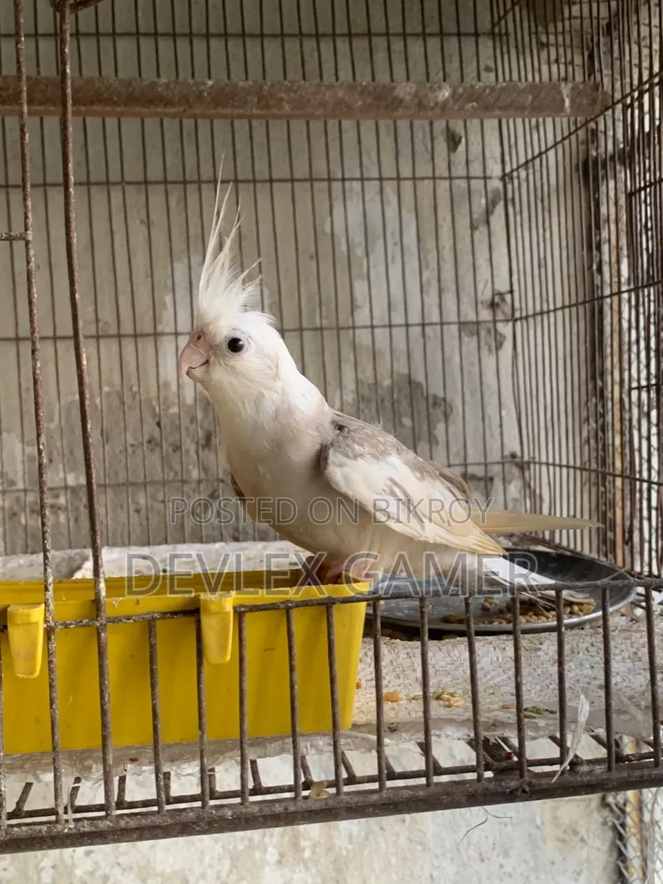 Cockatiel Bird